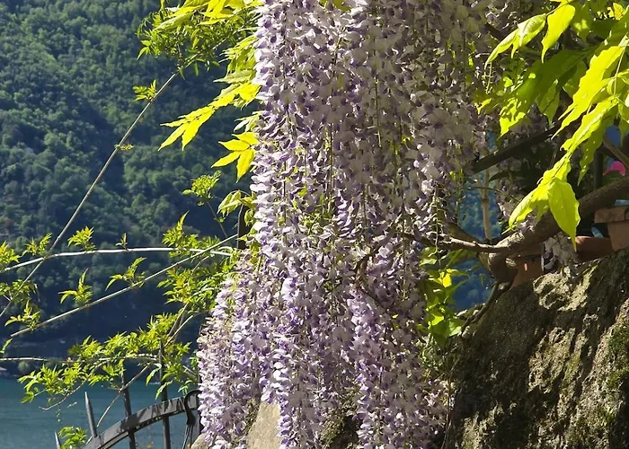 Le Allegre Comari Di Nesso, Casa E Benessere *